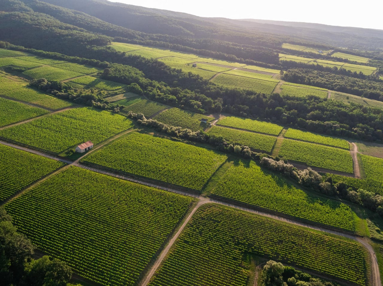 Kutjevo wine-growing region