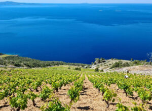 Croatia-Islands-Vineyards-Zlatan-Otok