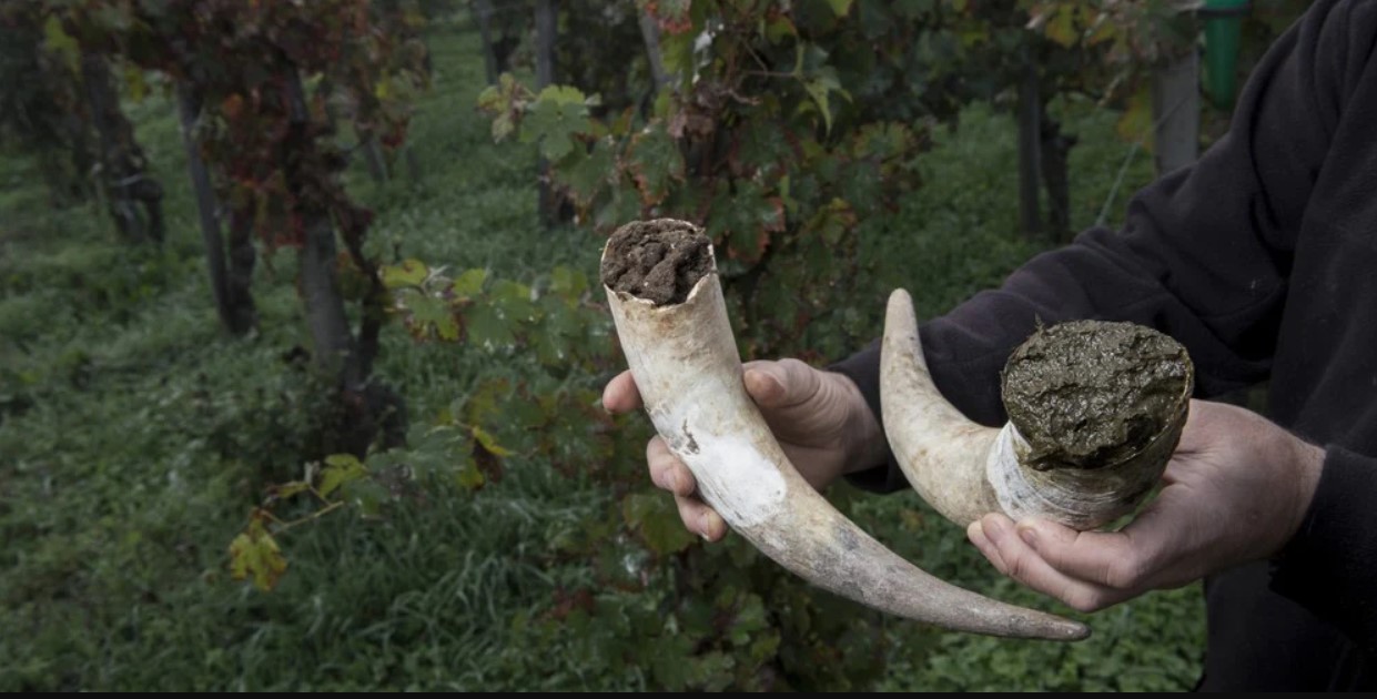 Image of biodynamic preparation 500 in a cow horn