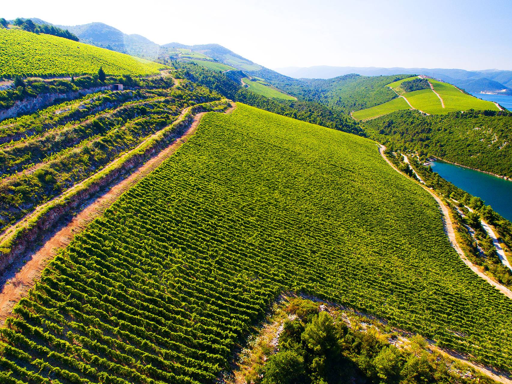 Image of panoramic view of Komarna vinyards by Volarević winery