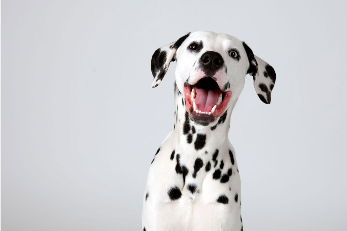 Dalmatian-Wine-Dalmatian-(dog)