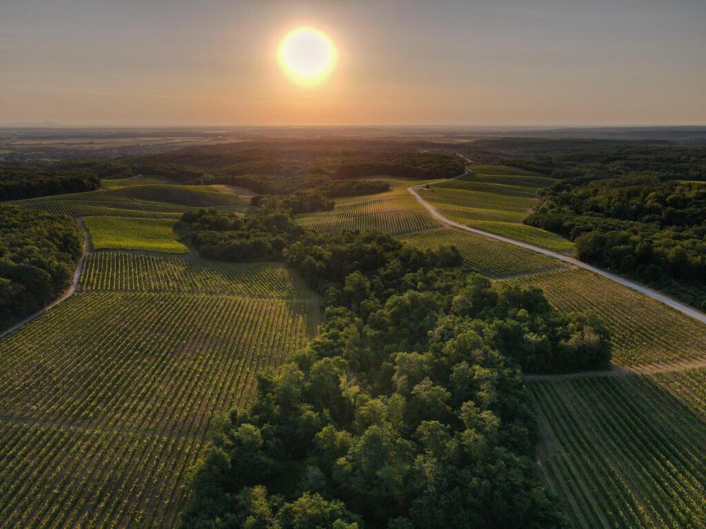 Picturesque aerial picture of Enosophia Winery vineyards during sunset