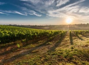 Image of sunset in the vineyard