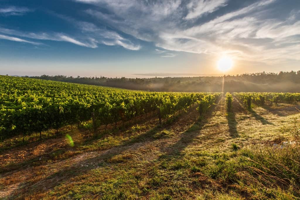 Image of sunset in the vineyard