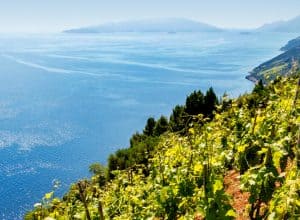 7 Most Unique Croatian Vineyards