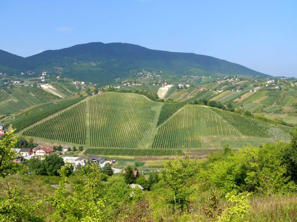 Image of vineyard in Plešivica wine-growing subregion