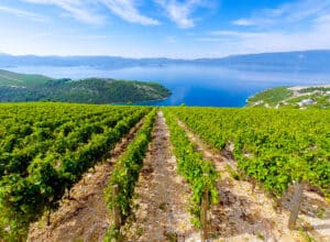 Image of Komarna vineyards overlooking the sea