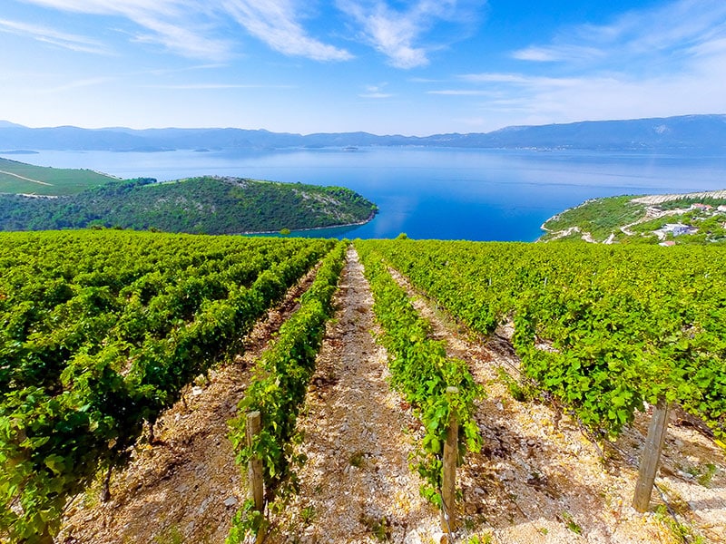 Image of Komarna vineyards overlooking the sea