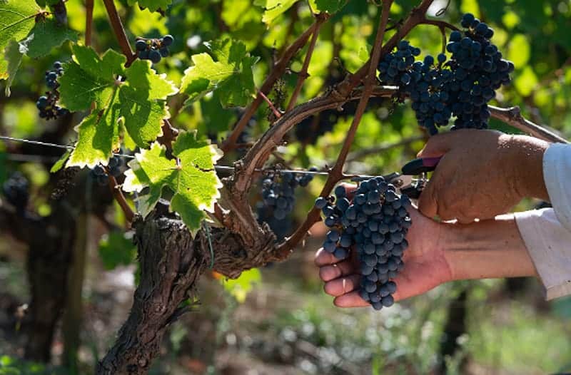 Bordeaux Grape Harvest 