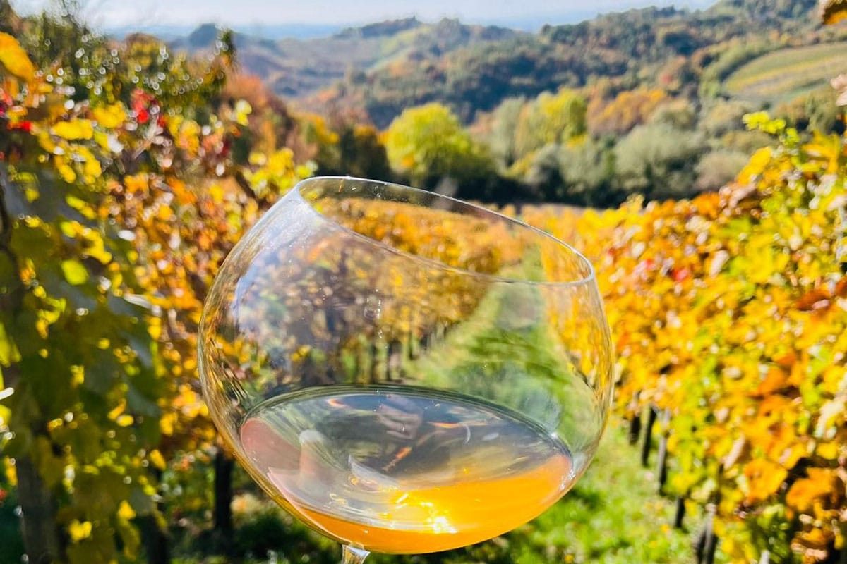 Croatian-amber-wine Jagunić family
