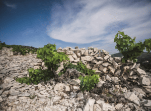 The Babić wine comeback: a story of resilience and potential