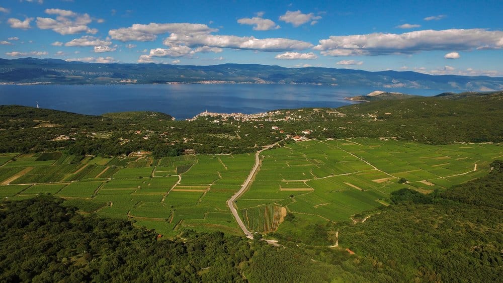 Croatian-Islands-Krk-Vineyards