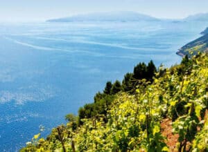 Image of a Dingač wine-growing appellation with panoramic sea view