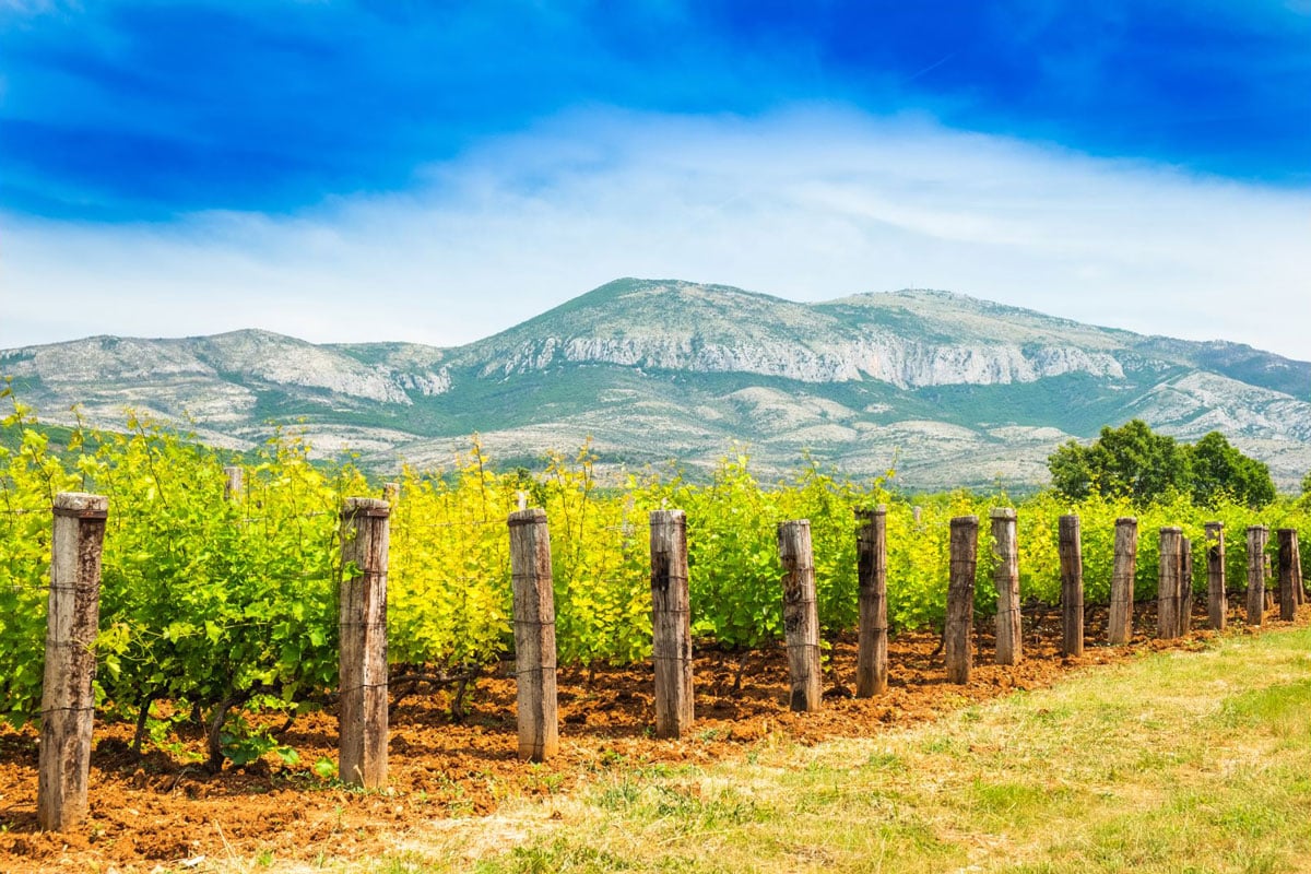 Top-10-Wineries-to-Visit-in-Dalmatia-1