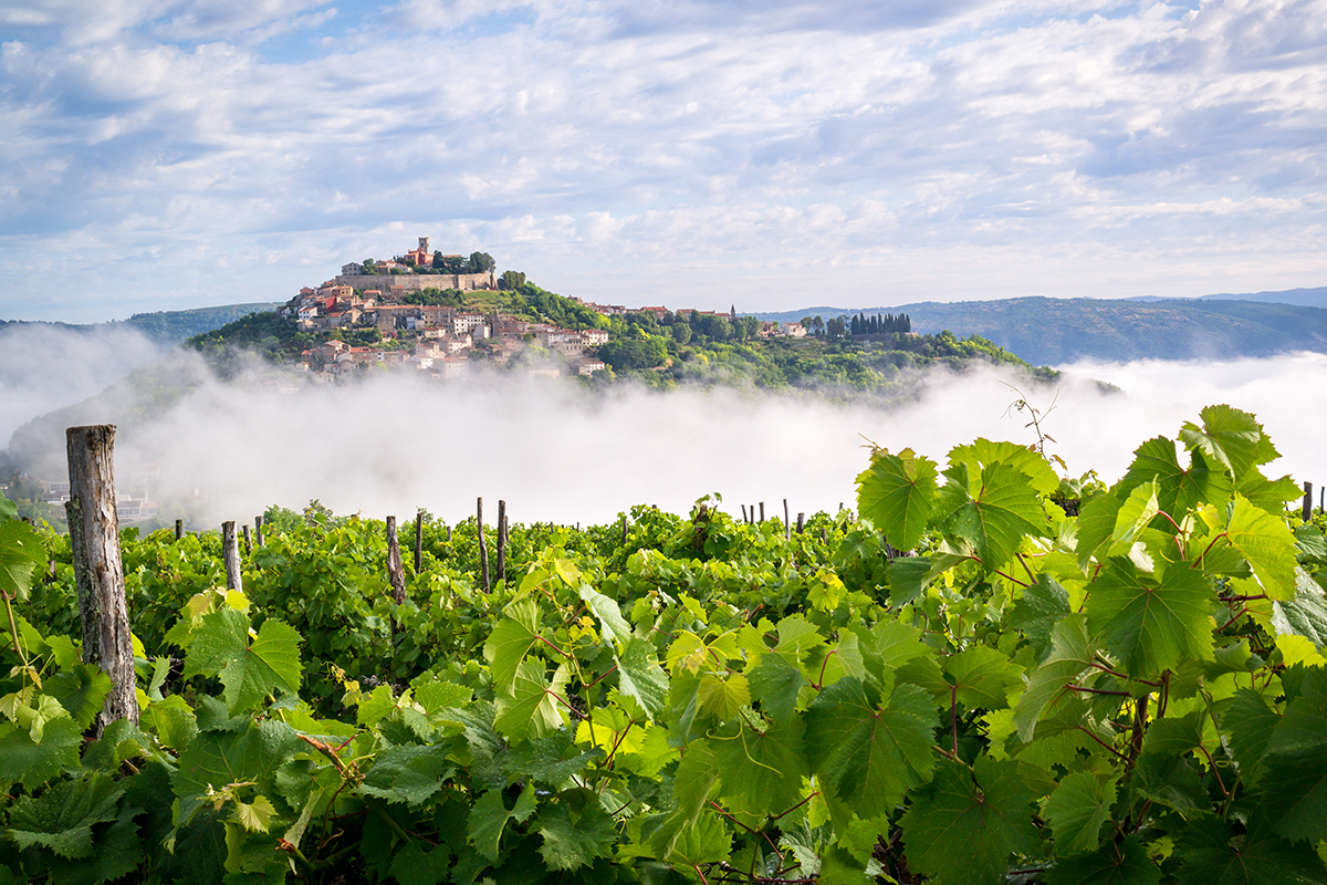 Financial-Times-Istria-Region-Motovun-Vineyards