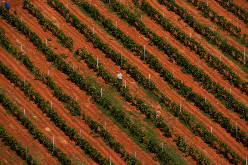 Image of vineyards on the red soil in Istria 