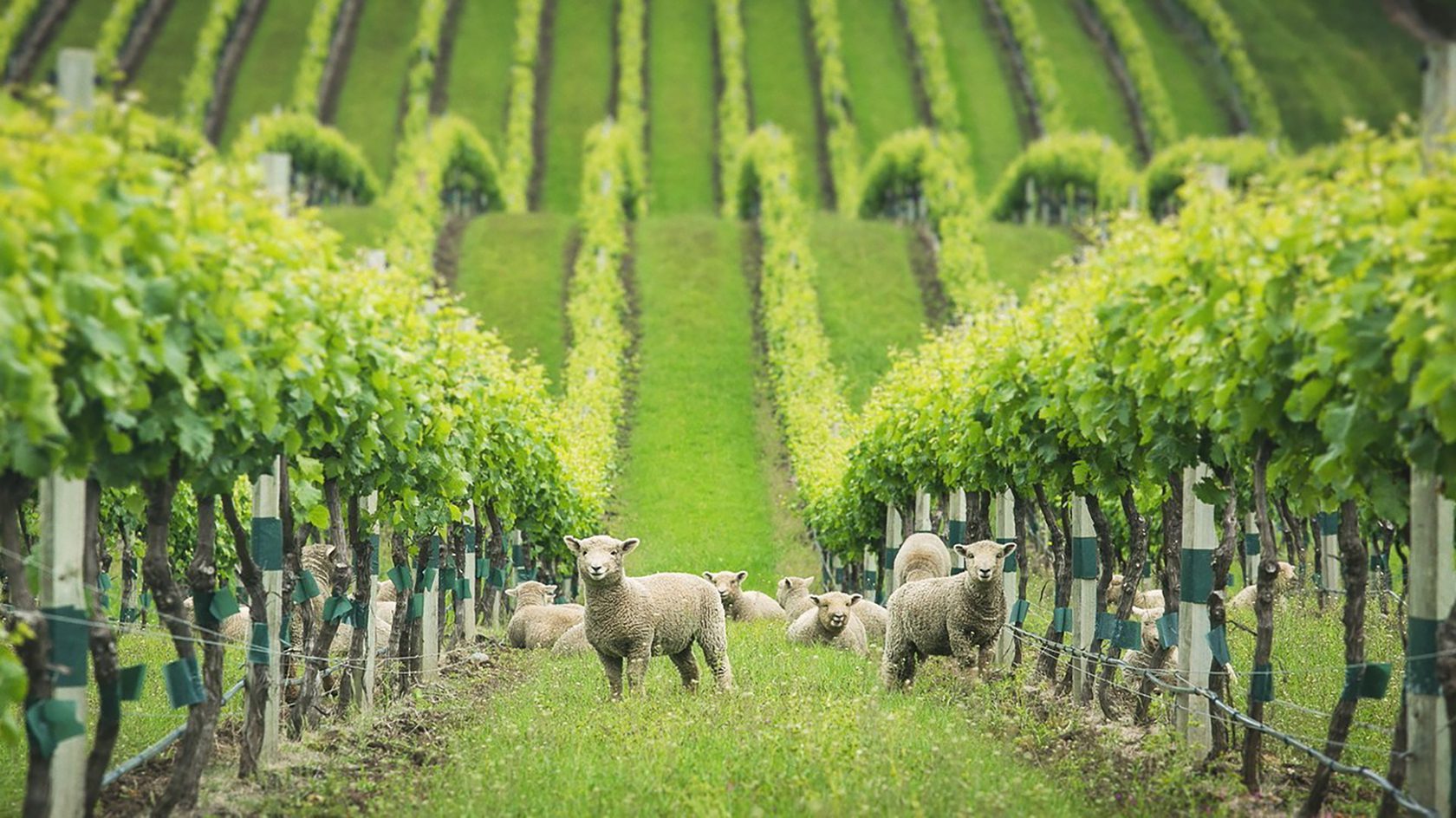 Image of baby sheep in a vineyard