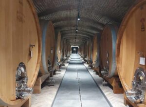 Image of old cellar full of oak barrels in Kutjevo Winery