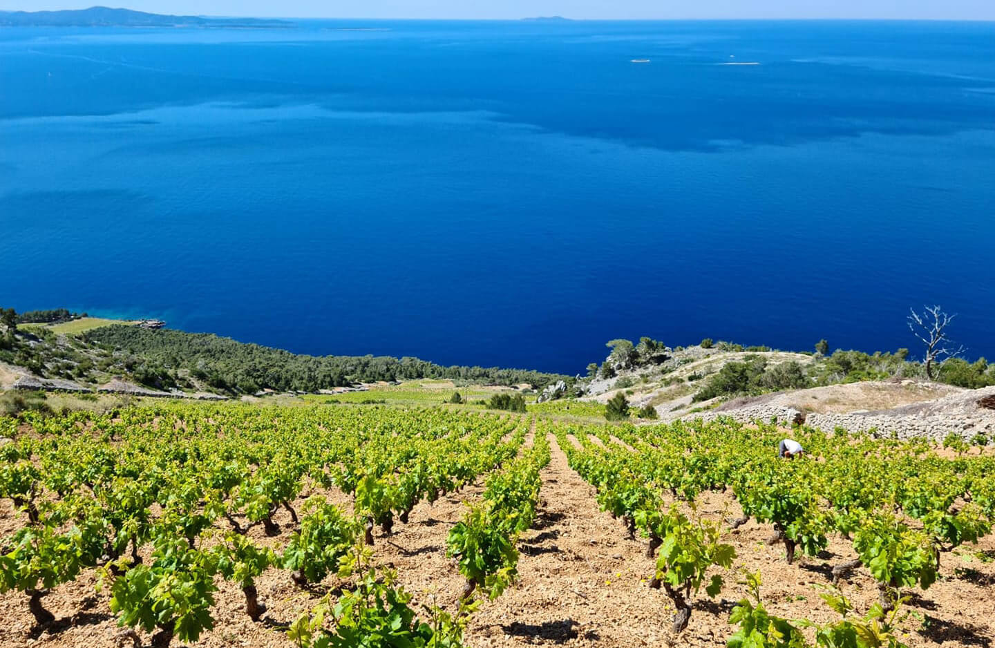 Image of vineyards in Sveta Nedjelja on Hvar island