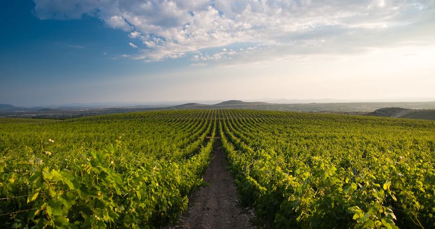 Image of a panoramic view of Korlat vinyards in Benkovac