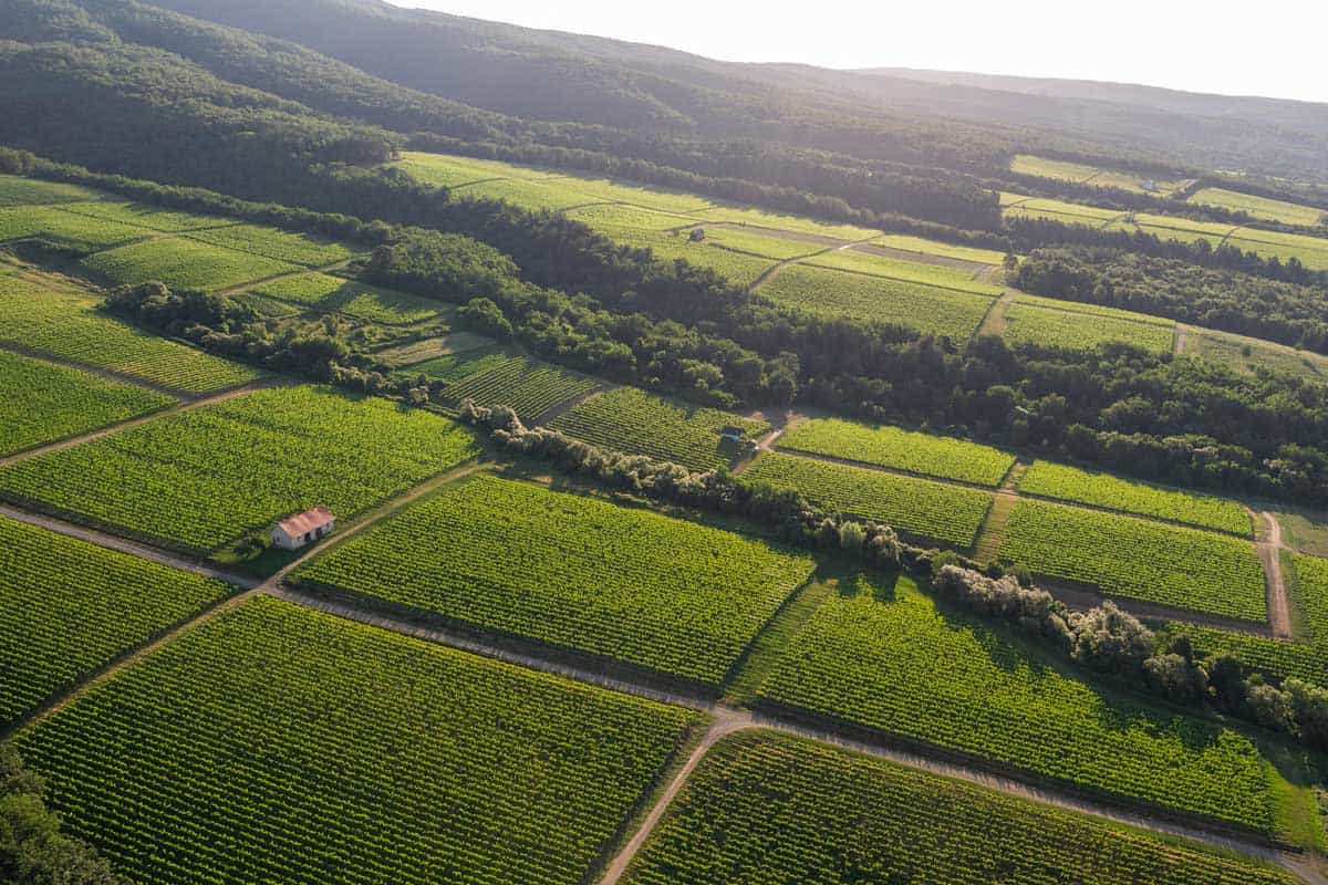 Image of panoramic view of Kutjevo wine-growing region vineyards