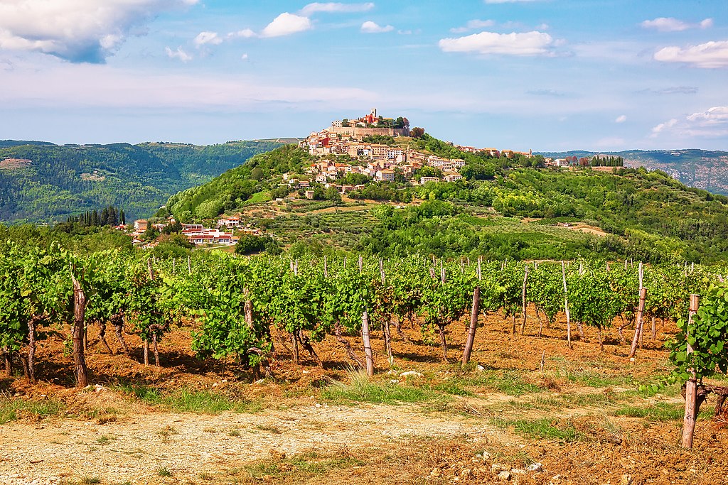 Image of vinaeyard with panoramic view of old Motovun townvineyard