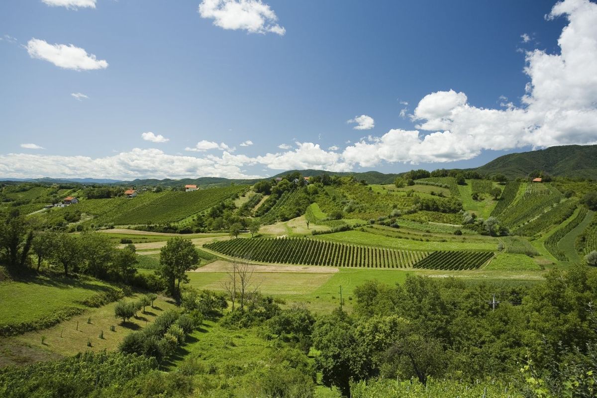 Image of picturesque Plešivica vineyards