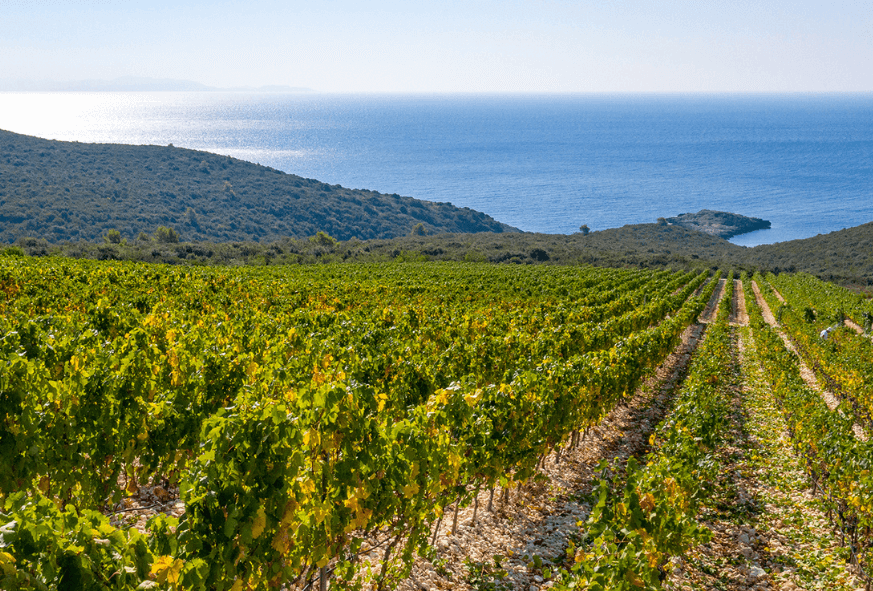 Image of Lumbarda vineyards with panoramic sea view of Zure Winery