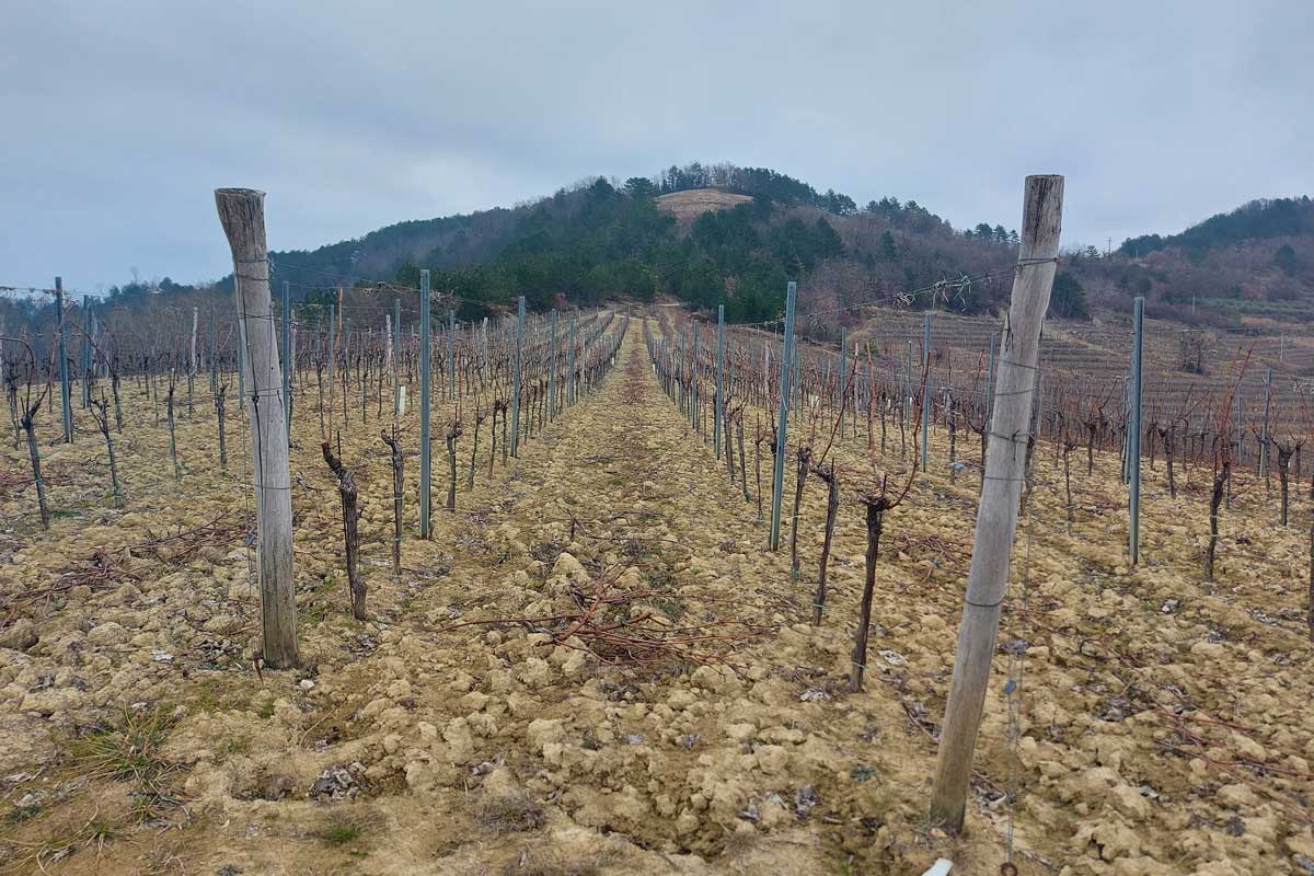 Istrian Lanscape and Climate-Benvenuti-vineyard-gray-soil-flisch-Central Istria