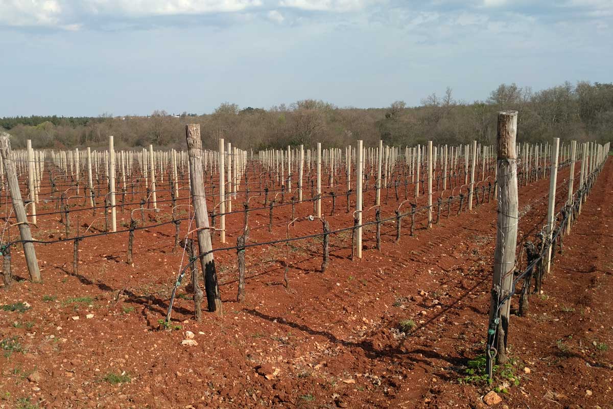 Istrian Lanscape and Climate-Ritosa-vineyard red soil