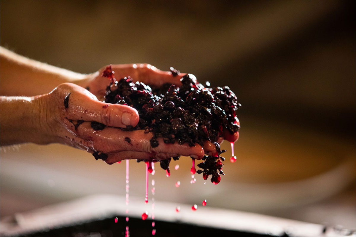 Oak-aged-wine-food-pairing-red-wine-fermentation