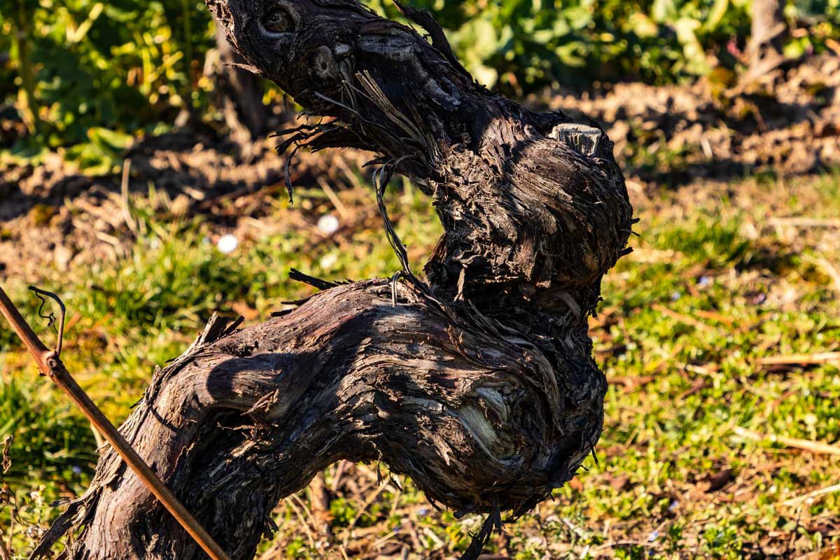 Old-Vintage-Wines-old-vine
