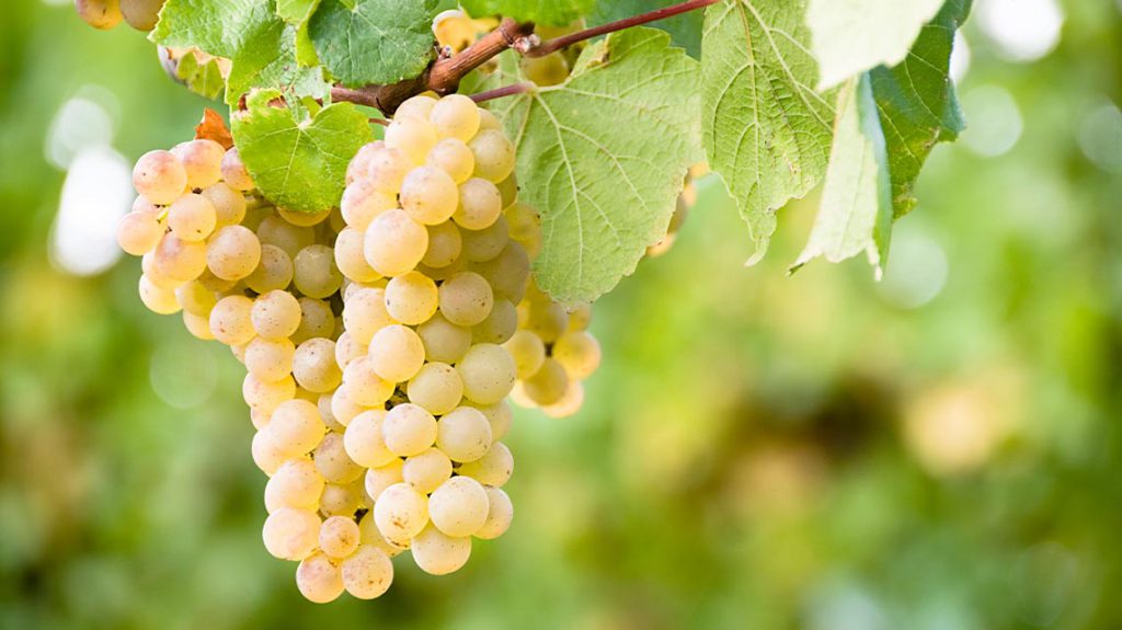 Image of Sauvignon Blanc grapes