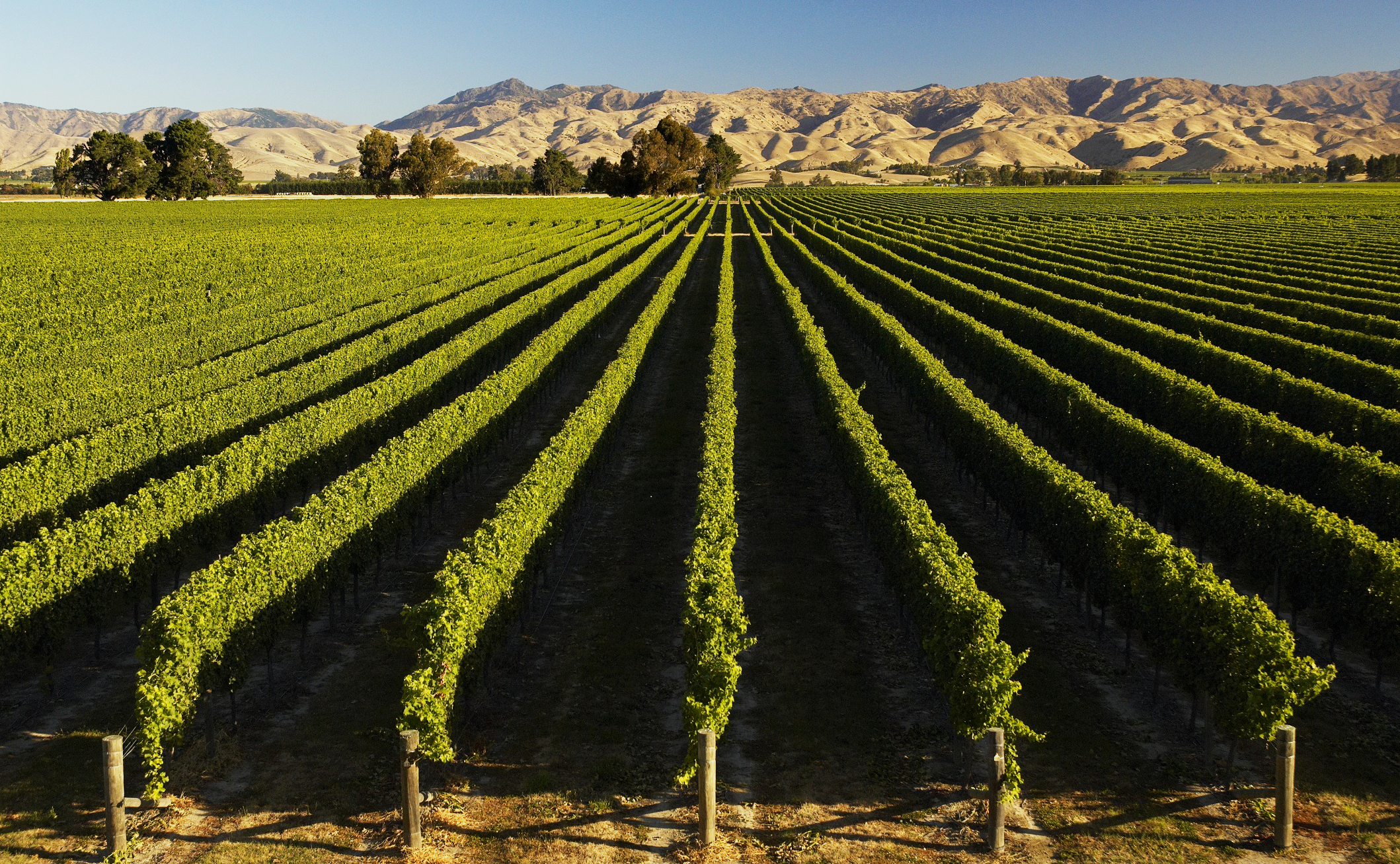 Image of a vineyard in New Zealand