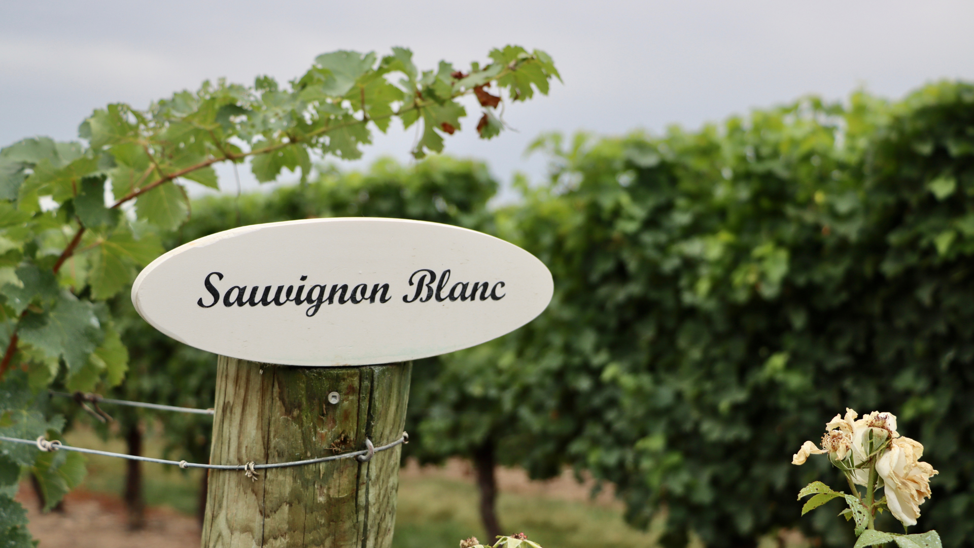 Image of Sauvignon Blanc vinaeyard