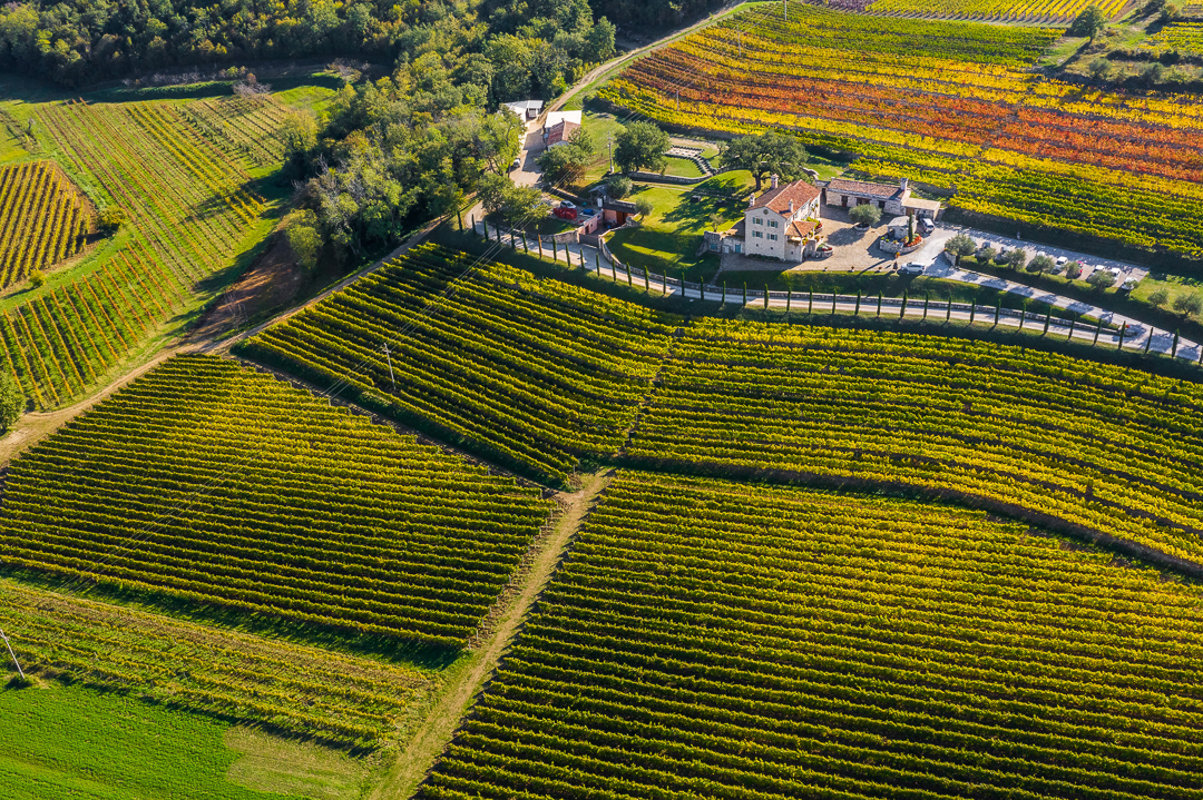 Image of a panoramic view of beautiful vineyards surrounding Kabola Winery