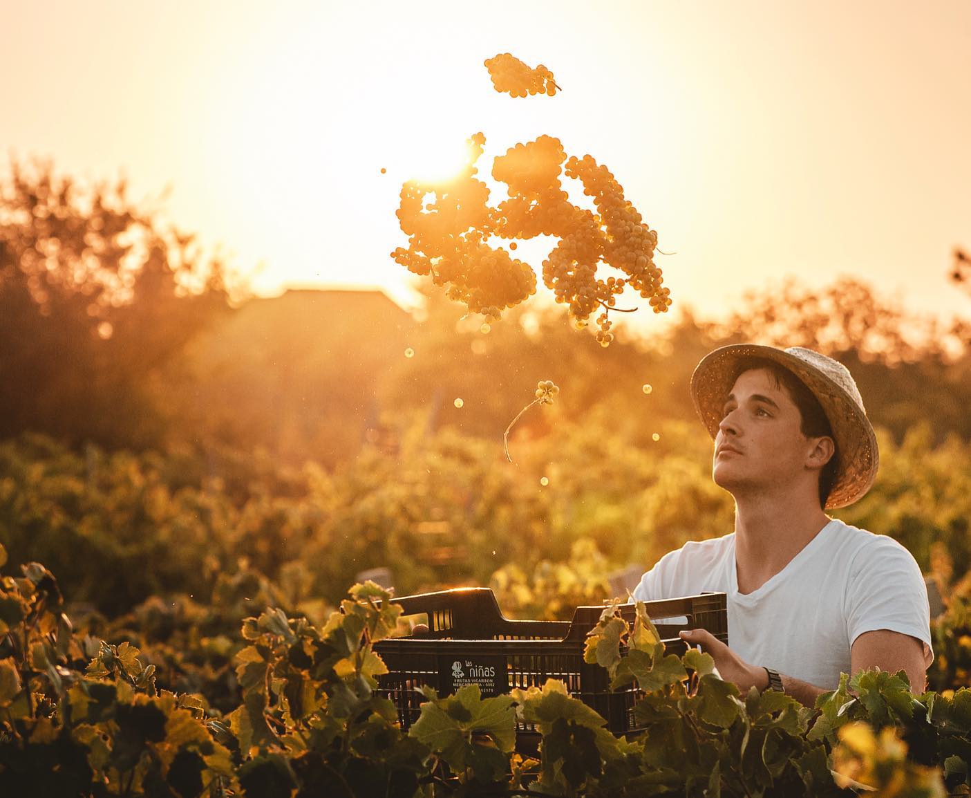 Image of a young man in the vineyard throwing white grapes in the air during the sunset