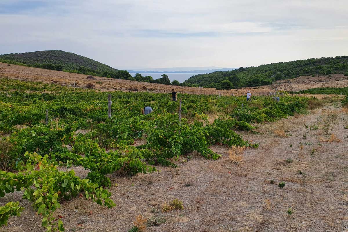 favourite-island-wine-Vislander-harvest