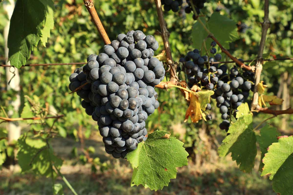 Croatian-Blaufränkisch---Blaufränkisch-grape