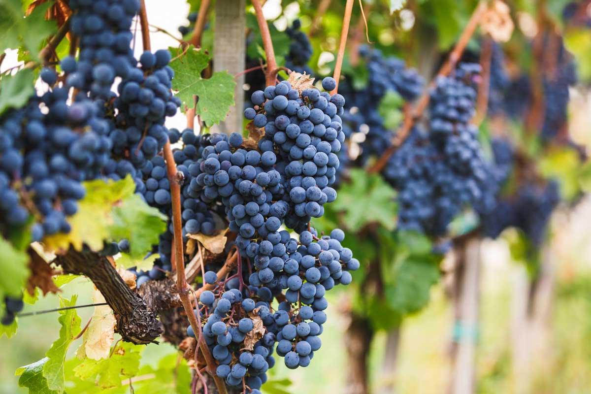 Croatian-Blaufränkisch-Cabernet-Franc-grapes