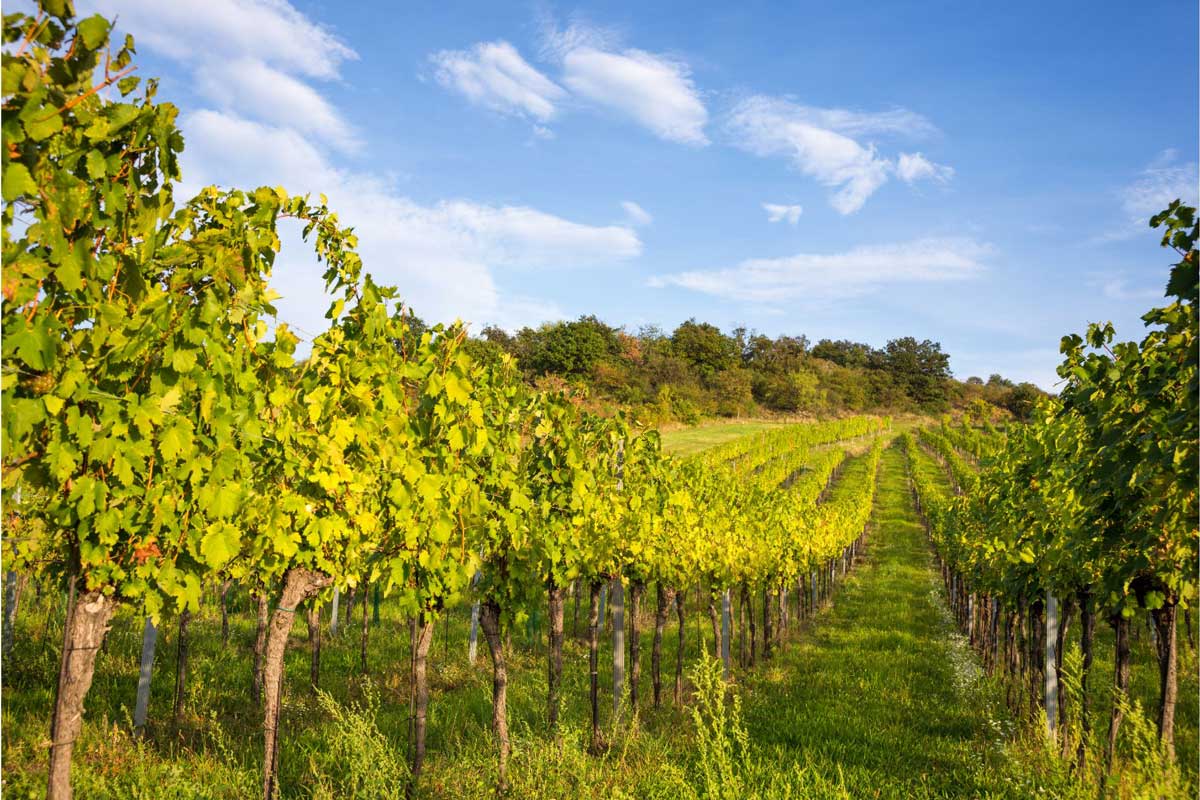 Croatian-Blaufränkisch-vineyard-in-Burgenland-near-Eisenstadt