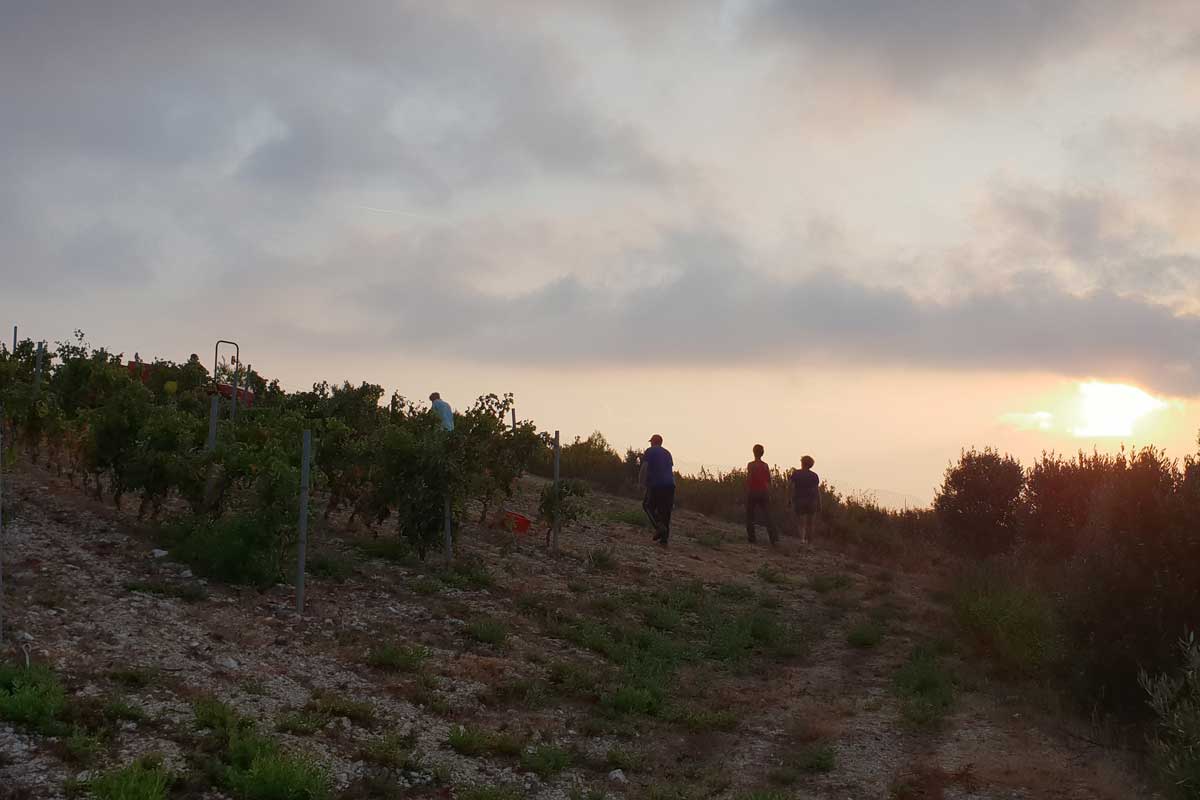 vugava-Vis-vineyard-sunset