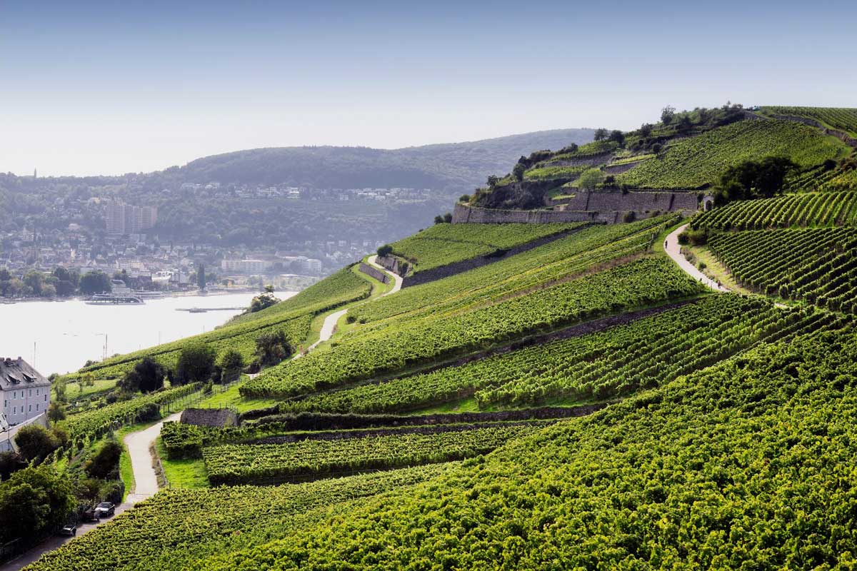 wine-subregions-Rheingau-Riesling-Wineyards