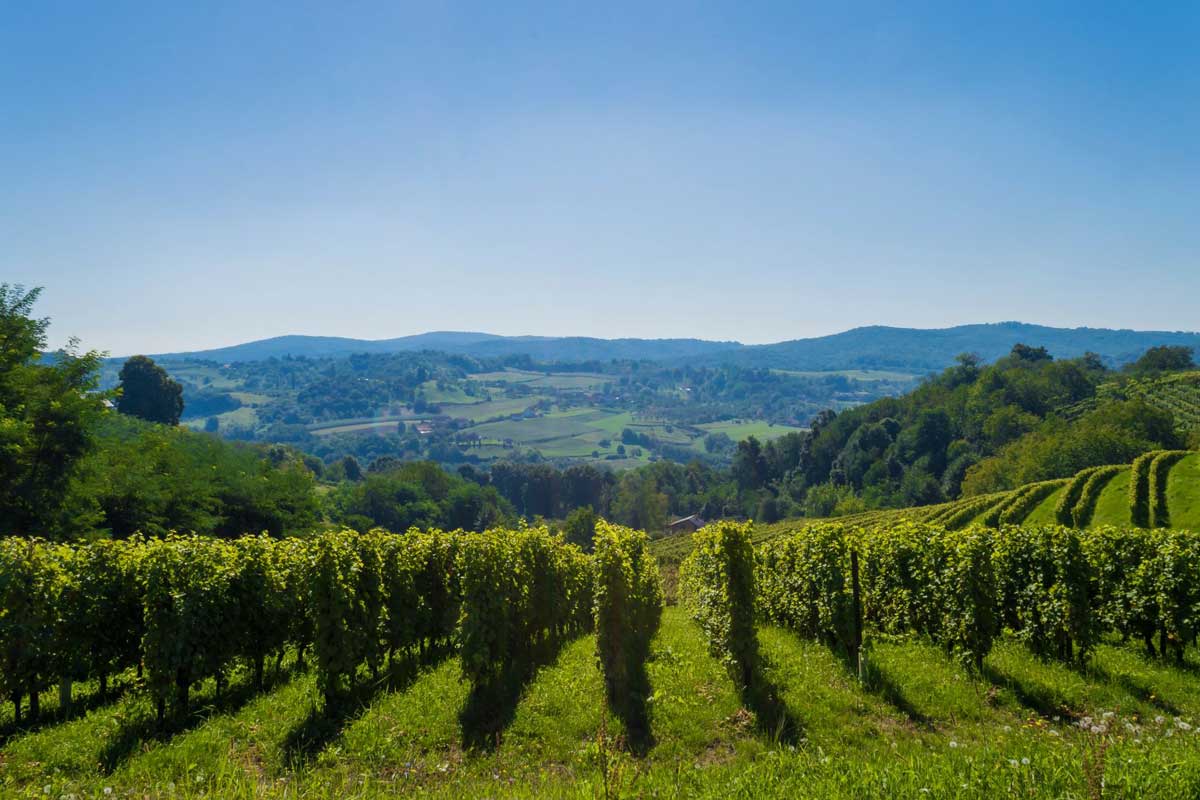 wine-subregions-vineyard-in-Slavonia