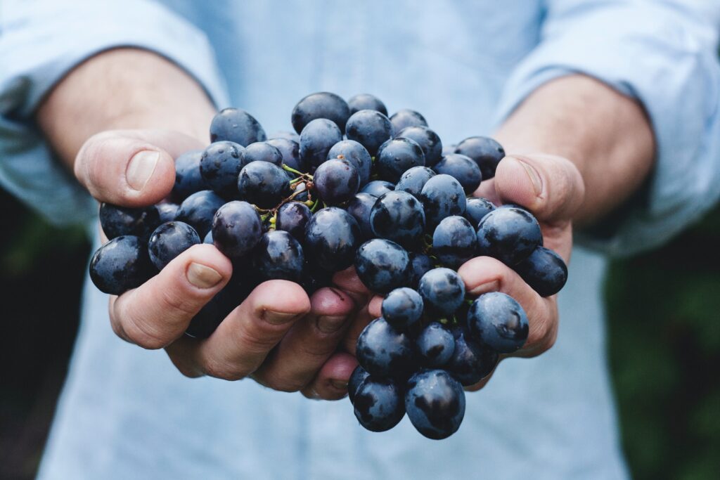 Image of a man holding the grape