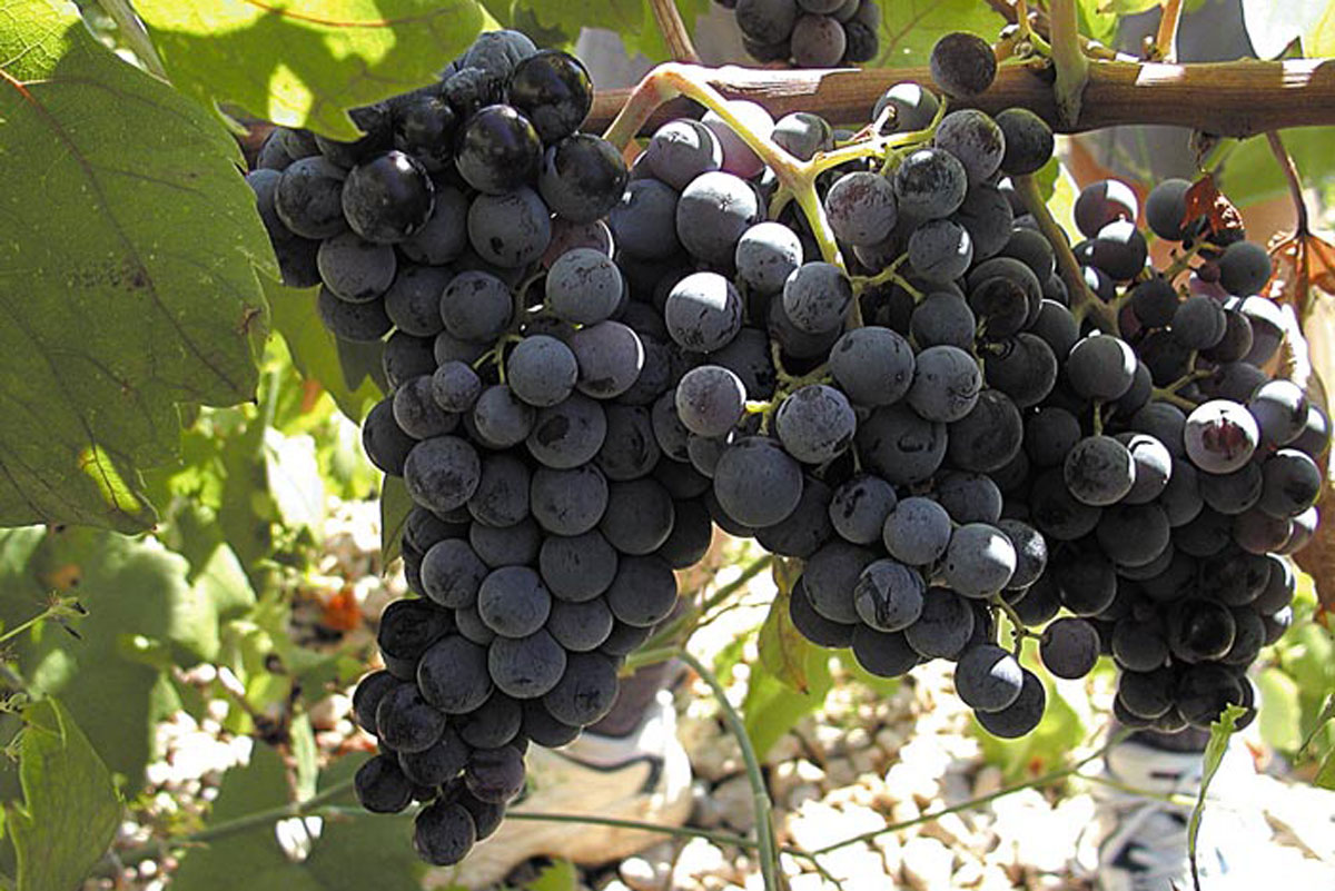 Plavac-Mali-from-Vis-Island-PlavacMali-Grape