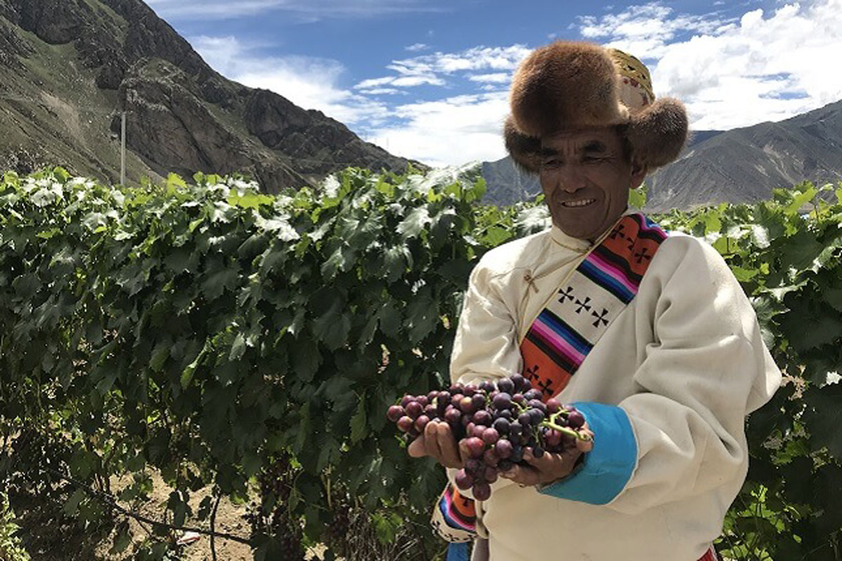 Extreme-Vineyards-Cai-Na-Xiang,-Lhasa