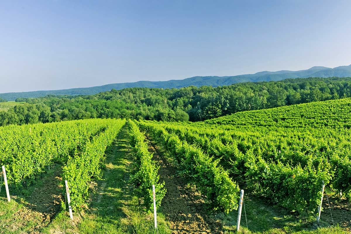 Slavonian-WInes-Orahovica-vineyard