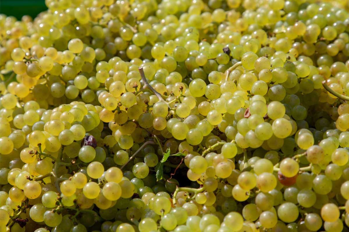 Slavonian-Wines-Graševina-grapes