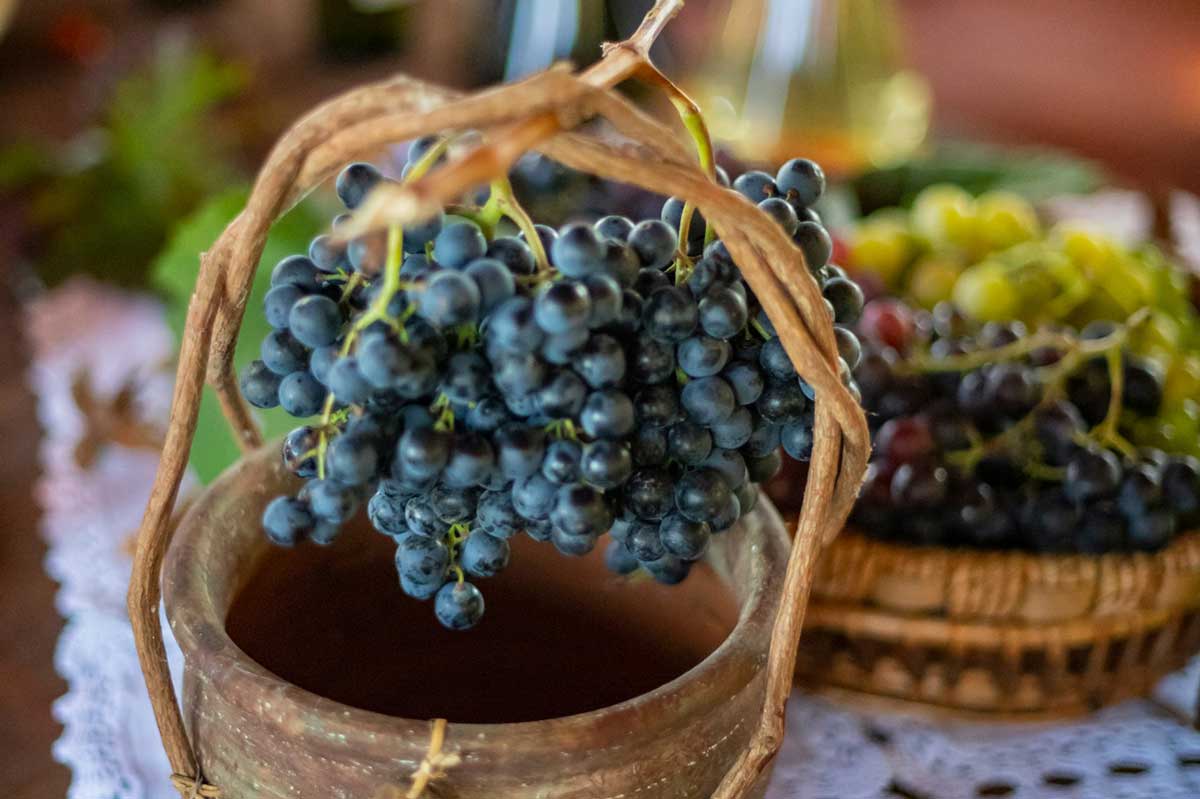 Slavonian-Wines-grapes